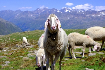 Alpenüberquerung Garmisch Meran für Einsteiger und Familien inkl. Gepäcktransport vom 09.08 - 15.08.2025